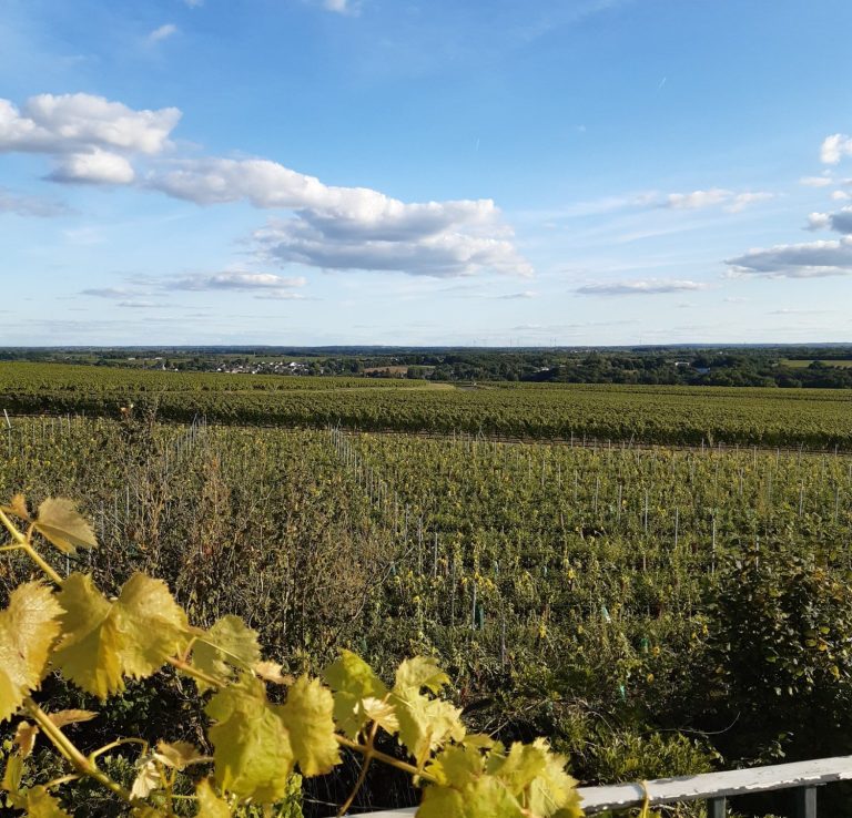 Photo extérieur (brouettes de jardin) du domaine des ortinières